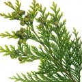 Cypress Fragrances
