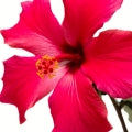 Hibiscus Fragrances - Shop inspired-by fragrances at Fragrenza