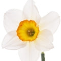 Illustration representing Narcissus Fragrances