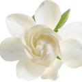 Gardenia note