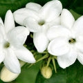 Jasmine Sambac Fragrances