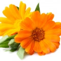 Illustration representing English marigold Fragrances