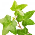 Ivy Fragrances - Shop inspired-by fragrances at Fragrenza