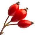 Rose Hip Fragrances - Shop inspired-by fragrances at Fragrenza