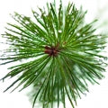 Illustration representing Pine Tree Fragrances