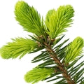 Illustration representing Fir Fragrances