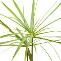 Papyrus Fragrances - Shop inspired-by fragrances at Fragrenza