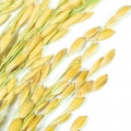 Rice Fragrances - Shop inspired-by fragrances at Fragrenza