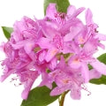 Rhododendron Fragrances