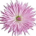 Chrysanthemum Fragrances
