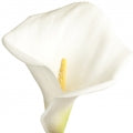 Illustration representing Arum Lily Fragrances