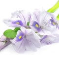 Water Hyacinth Fragrances