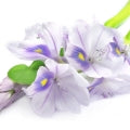 Water Hyacinth Fragrances - Shop inspired-by fragrances at Fragrenza