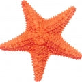 Starfish Fragrances - Shop inspired-by fragrances at Fragrenza
