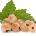 White Currant Fragrances - Shop inspired-by fragrances at Fragrenza