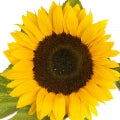 Sunflower Fragrances - Shop inspired-by fragrances at Fragrenza