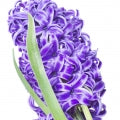 Illustration representing Hyacinth Fragrances