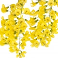 Laburnum Fragrances - Shop inspired-by fragrances at Fragrenza