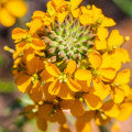 Wallflower Fragrances - Shop inspired-by fragrances at Fragrenza