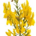 Dyer's Greenweed Fragrances - Shop inspired-by fragrances at Fragrenza