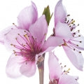 Illustration representing Peach Blossom Fragrances
