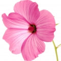 Rose Mallow Fragrances - Shop inspired-by fragrances at Fragrenza