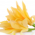 Champaca Fragrances