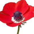 Anemone