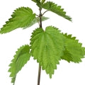 Nettle Fragrances - Shop inspired-by fragrances at Fragrenza