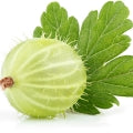 Gooseberry Fragrances - Shop inspired-by fragrances at Fragrenza