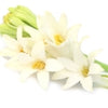Tuberose note — Tuberose Fragrances