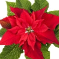 Poinsettia Fragrances - Shop inspired-by fragrances at Fragrenza