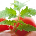 Tomato Leaf Fragrances
