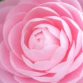 Camellia Fragrances