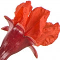 Pomegranate Blossom Fragrances - Shop inspired-by fragrances at Fragrenza