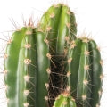Cactus Fragrances