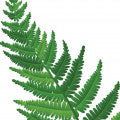 Fern Fragrances