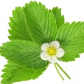 Strawberry Leaf Fragrances - Shop inspired-by fragrances at Fragrenza