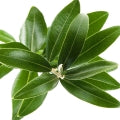 Olive Leaf Fragrances - Shop inspired-by fragrances at Fragrenza