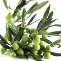 Olive Tree Fragrances