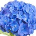 Hydrangea Fragrances