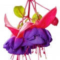 Fuchsia Fragrances - Shop inspired-by fragrances at Fragrenza