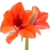 Amaryllis note — Amaryllis Fragrances
