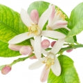 Lemon Blossom Fragrances - Shop inspired-by fragrances at Fragrenza
