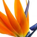 Strelitzia Fragrances - Shop inspired-by fragrances at Fragrenza