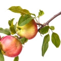 Illustration representing Apple Tree Fragrances