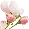 Apple Blossom note — Apple Blossom Fragrances