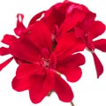Pelargonium Fragrances - Shop inspired-by fragrances at Fragrenza