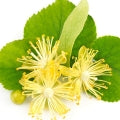 Illustration representing Lime (Linden) Blossom Fragrances