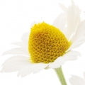 Chamomile Fragrances - Shop inspired-by fragrances at Fragrenza